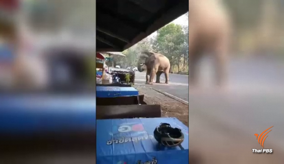 หนีกระเจิง! นักปั่นนั่งพักริมทางเจอ “ช้างป่าตกมัน” ที่เขาใหญ่