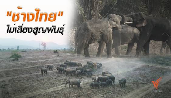 ข่าวดี "ช้างไทย" ไม่เสี่ยงสูญพันธุ์-ป่าตะวันออกเพิ่มร้อยละ 10 