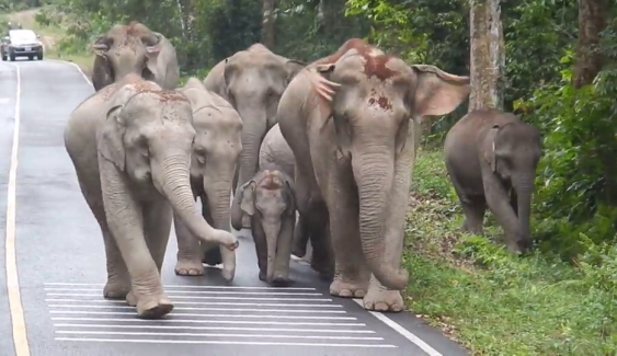 มาเป็น “ทาสช้าง” กันเถอะ เปิดนิสัยช้างไทยช่างน่ารัก-น่าเอ็นดู