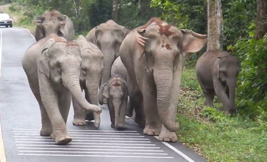 มาเป็น “ทาสช้าง” กันเถอะ เปิดนิสัยช้างไทยช่างน่ารัก-น่าเอ็นดู