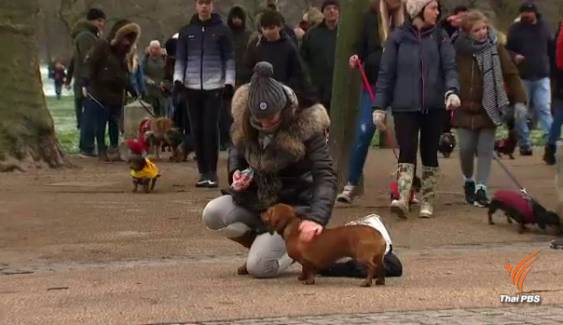 อังกฤษจัดพาเหรดสุนัข "ดัชชุนด์" ระดมทุนช่วยสัตว์จรจัด