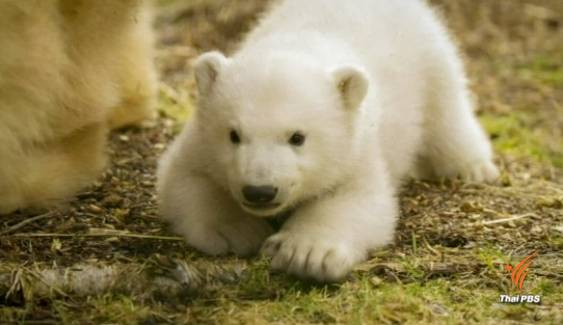 ลูกหมีขั้วโลกตัวแรกในรอบ 25 ปี ของสหราชอาณาจักร 