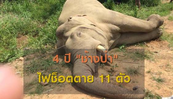 11 ชีวิตช้างป่าสังเวย "รั้วไฟฟ้า" ใครรับผิดชอบ? 