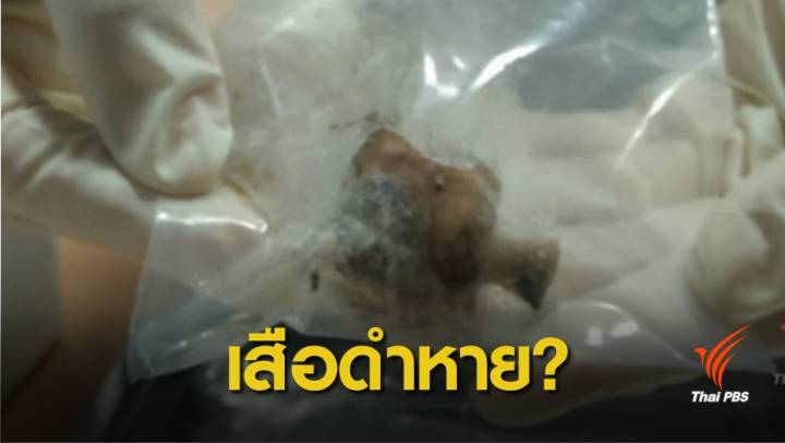 นิติฯ สัตว์ป่าตั้งคำถามผิดแค่มีไก่ฟ้าหลังเทา "ซุปหางเสือดำ” หาย?