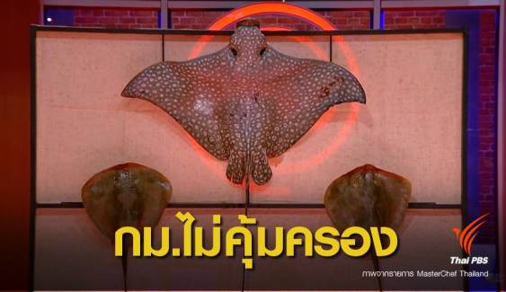"กระเบนนก"ถูกชำแหละตายฟรี กฎหมายไทยยังไม่คุ้มครอง