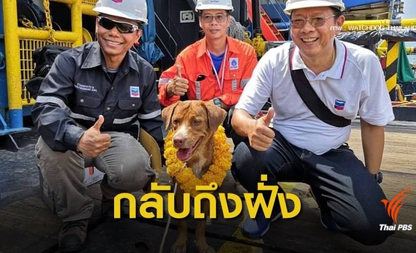 “บุญรอด” หมาลอยคอติดแท่นขุดเจาะกลางอ่าวไทย กลับถึงฝั่ง