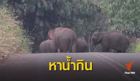 ช้างรวมโขลงออกจากป่าหาน้ำกิน