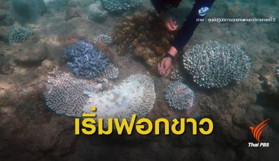 “ปะการัง” เริ่มฟอกขาว 10% น้ำทะเลอุ่นขึ้นทะลุ 31 องศาฯ