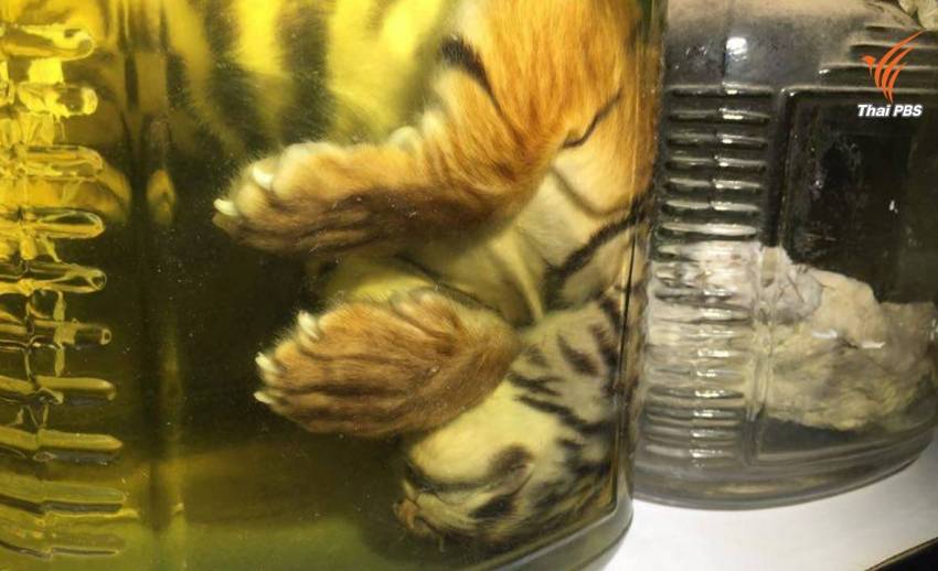 ข่าวเด่น 2559 : นิติวิทยาศาสตร์สัตว์ป่า ปิดคดี "เสือโคร่ง" วัดป่าหลวงตาบัวฯ