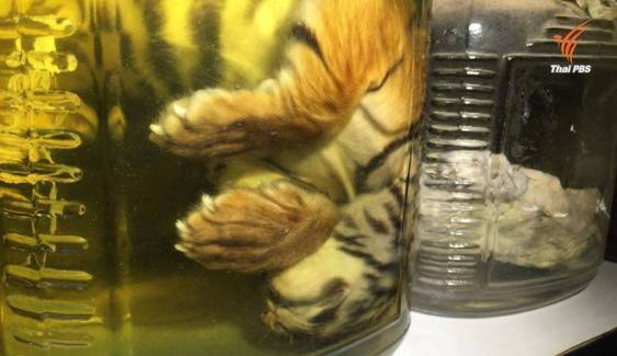 ข่าวเด่น 2559 : นิติวิทยาศาสตร์สัตว์ป่า ปิดคดี "เสือโคร่ง" วัดป่าหลวงตาบัวฯ