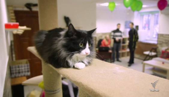 รัสเซียผุดคาเฟ่แมวเร่ร่อน จุดพบปะคนใจบุญ-แมวจร