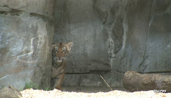 สวนสัตว์สหรัฐฯเปิดตัวลูกเสือโคร่งหายาก 