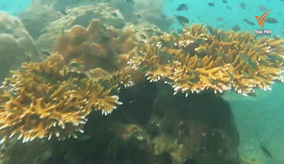 พบแหล่งปะการังสมบูรณ์ที่หาดวนกร จ.ประจวบคีรีขันธ์