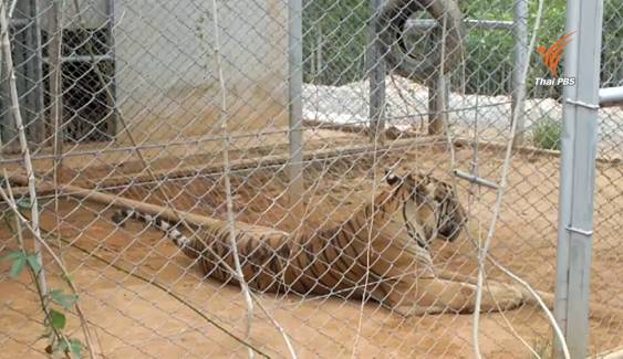 กรมอุทยานฯ ตรวจเยี่ยมเสือของกลางจากวัดป่าหลวงตาบัวฯ พบตาย 1 ตัว