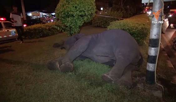 ช้างเร่ร่อนถูกไฟดูดล้มที่เกาะกลางถนน จ.นครนายก