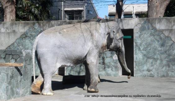 "ฮานาโกะ" เจ้าของฉายา "ช้างผู้โดดเดี่ยว" ล้มแล้วที่สวนสัตว์ในญี่ปุ่น