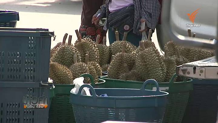 ชาวสวนทุเรียนหวั่นล้งจีนเพิ่มจำนวน ทำผลไม้ไทยเสี่ยงมีปัญหา