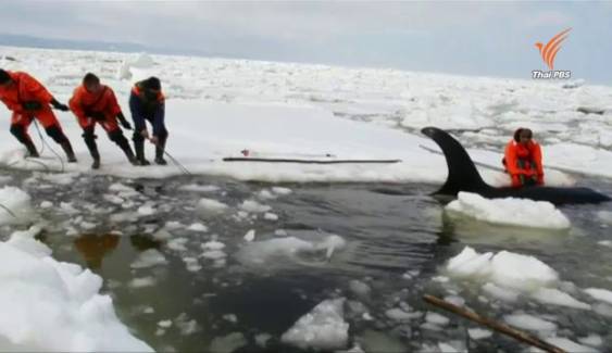 วาฬเพชฌฆาต ติดกลางทะเลน้ำแข็งในรัสเซีย 