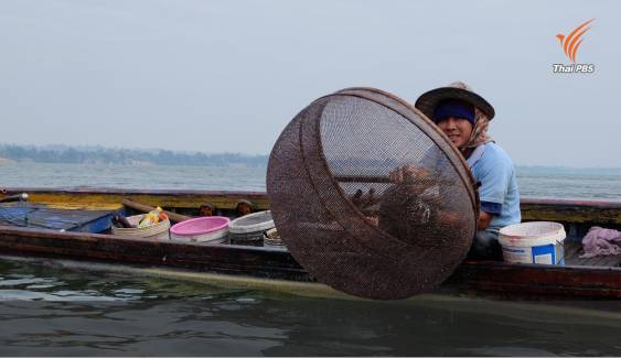 ล่ามโซ่แม่น้ำเซซาน (6): เขื่อนกับปลาในลุ่มน้ำสามเซ