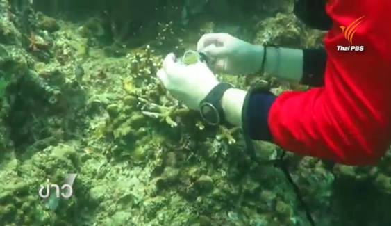 กรมอุทยานฯ ปิดจุดดำน้ำ 32 แห่ง สั่งวัดอุณหภูมิน้ำทะเล เฝ้าระวังปะการังฟอกขาว