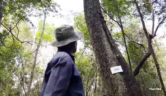 "ไม้จันทน์หอม" แห่งผืนป่ากุยบุรี ไม้พิเศษสำหรับพระราชพิธีถวายพระเพลิง