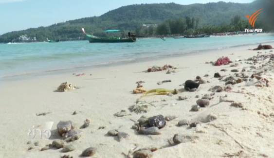 นักวิชาการคาดทากทะเลแสนตัวตายเกยหาดกมลาตามธรรมชาติ-รอผลตรวจห้องแล็บ