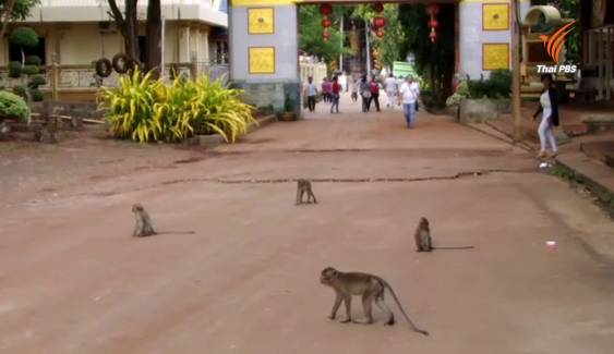 สาธารณสุขกระบี่เตือนอย่าตื่นตระหนกเชื้อชิคุนกุนยาที่พบในลิง