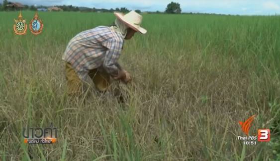 โรคระบาดนาข้าวเสียหายกว่า 3,000 ไร่ จ.พะเยา -นอภ.สั่งเร่งช่วยเหลือ