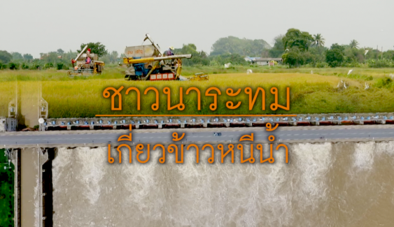 พลิกปมข่าว : ชาวนาระทม เกี่ยวข้าวหนีน้ำ