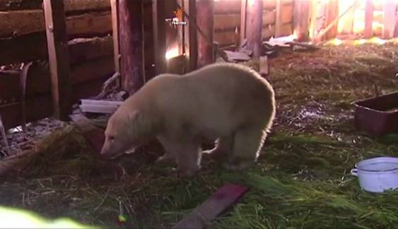 ฝูงหมีขั้วโลกเหนือ 14 ตัว บุกล้อมสถานีตรวจอากาศรัสเซียนานครึ่งเดือน 
