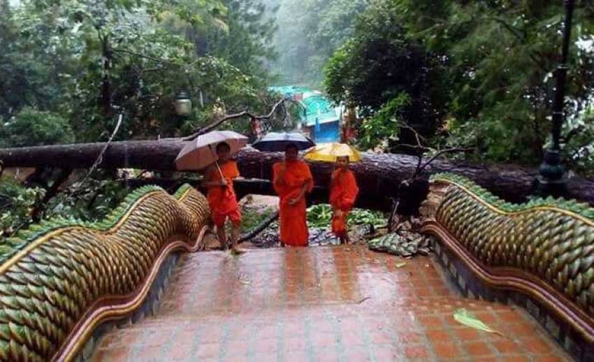 ฝนถล่มเชียงใหม่ ต้นสน 100 ปี ล้มทับบันไดนาค "ดอยสุเทพ"