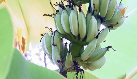 ภัยแล้งกระทบ "กล้วยหอม-กล้วยน้ำว้า" ขาดตลาด บางพื้นที่ราคาพุ่งหวีละ 70 บาท