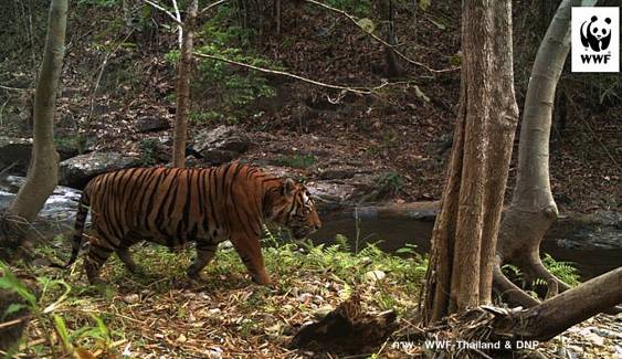 "วันอนุรักษ์เสือโคร่งโลก" กรมอุทยานฯ เดินหน้าเพิ่มประชากร-ปกป้องถิ่นอาศัย