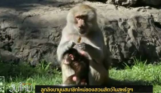 ลูกลิงบาบูนสมาชิกใหม่ของสวนสัตว์ในสหรัฐฯ