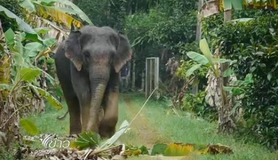 ปัญหา "ช้างป่า" กินผลไม้ในสวนของปชช. จ.จันทบุรี