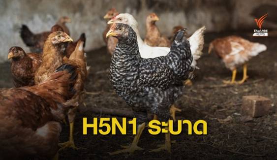 ไข้หวัดนก H5N1 ระบาดฟาร์มไก่ในจีน 
