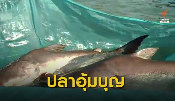 ครั้งแรกนักวิจัยไทยทำสำเร็จ ปลาสวายออกลูกเป็นปลาบึก
