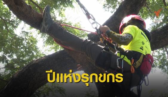 สัญญาณดี "รุกขกรไทย" ดูแลต้นไม้ใหญ่ในเมือง