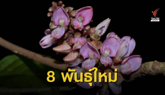 ค้นพบพืชพันธุ์ใหม่ของโลก 8 ชนิดในไทย