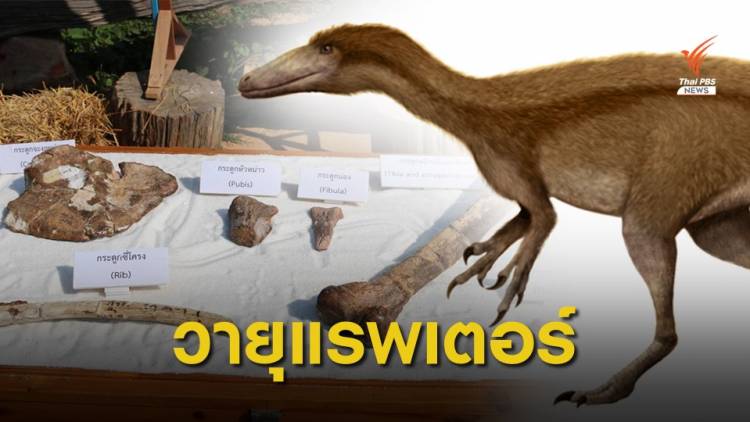 ไดโนเสาร์กินเนื้อชนิดใหม่ของโลก ตัวที่ 11 ของไทย   