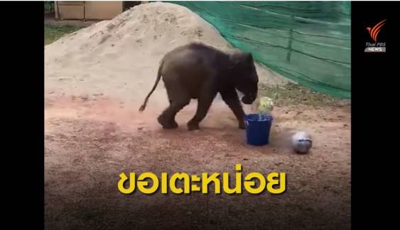 "ช้างชบาแก้ว" เตะบอลเสริมพัฒนาการ-ลดเครียด