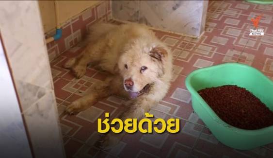 ช่วยสุนัข 2 ตัว ถูกทิ้งในบ้านเมืองพัทยา ผอม-มีแผลตามร่างกาย