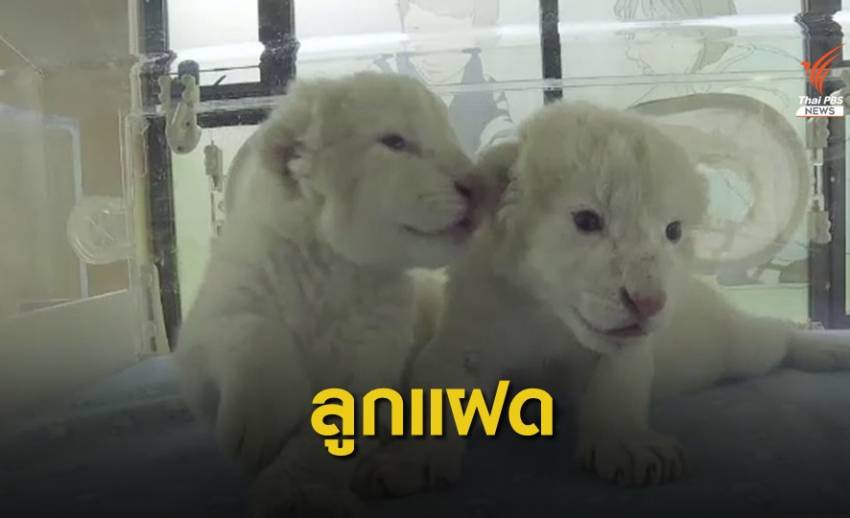 สวนสัตว์จีนเปิดตัว "ลูกสิงโตขาวแอฟริกัน" หายาก
