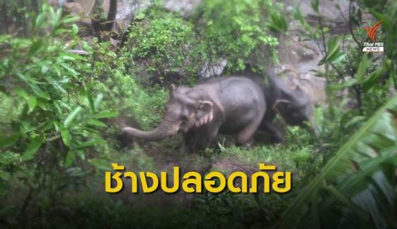 พบร่องรอยช้างป่า 2 แม่ลูกที่พลัดตกเหวยังปลอดภัย