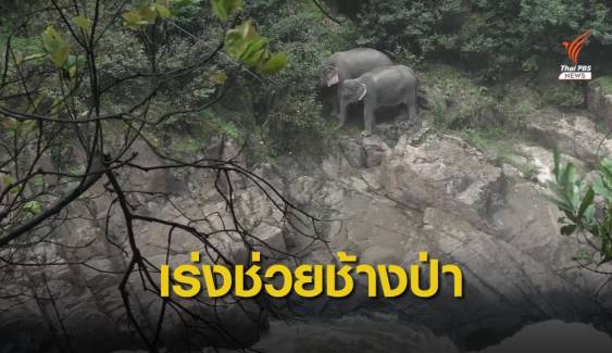 ช้างป่าพลัดตกน้ำตกเหวนรก ตาย 6 ตัว เร่งช่วยอีก 2 ตัว 