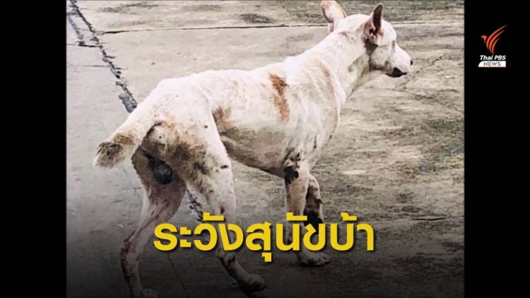 ประกาศเฝ้าระวังโรคพิษสุนัขบ้าใน จ.นนทบุรี