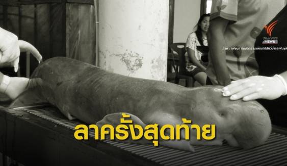 อาบน้ำครั้งสุดท้าย! ส่งซาก "มาเรียม" ถึง อพวช.เตรียมสตัฟฟ์