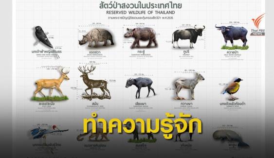 แจกฟรี โปสเตอร์ 15 สัตว์ป่าสงวนของไทย 