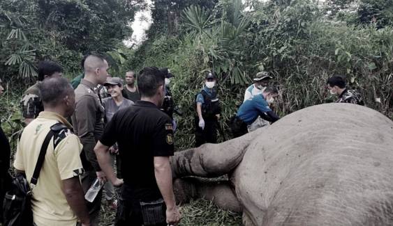 สลด! ช้างป่าฮาลาบาลาถูกฆ่าตัดงา