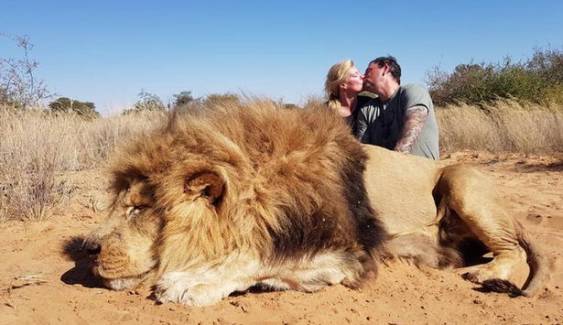 PETA แบนสามี-ภรรยาจูบฉลองกับร่าง "สิงโต" ที่ถูกฆ่าตาย